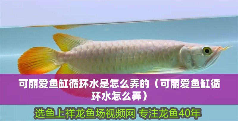 可麗愛魚缸循環水是怎么弄的（可麗愛魚缸循環水怎么弄）