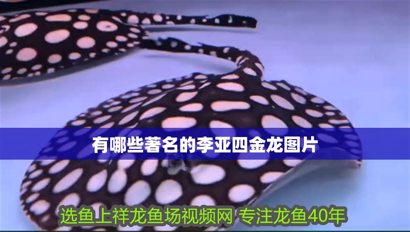 有哪些著名的李亞四金龍圖片 有哪些著名的李亞四金龍圖片 龍魚論壇