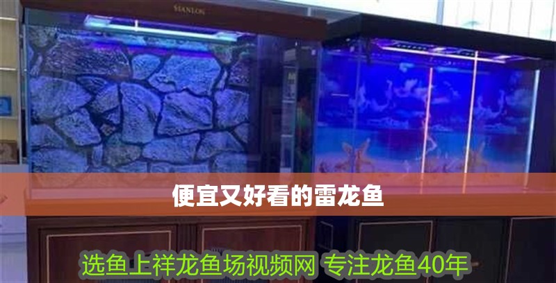 便宜又好看的雷龍魚