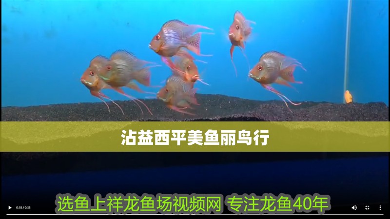 <strong><mark>沾益</mark></strong>西平美魚麗鳥行