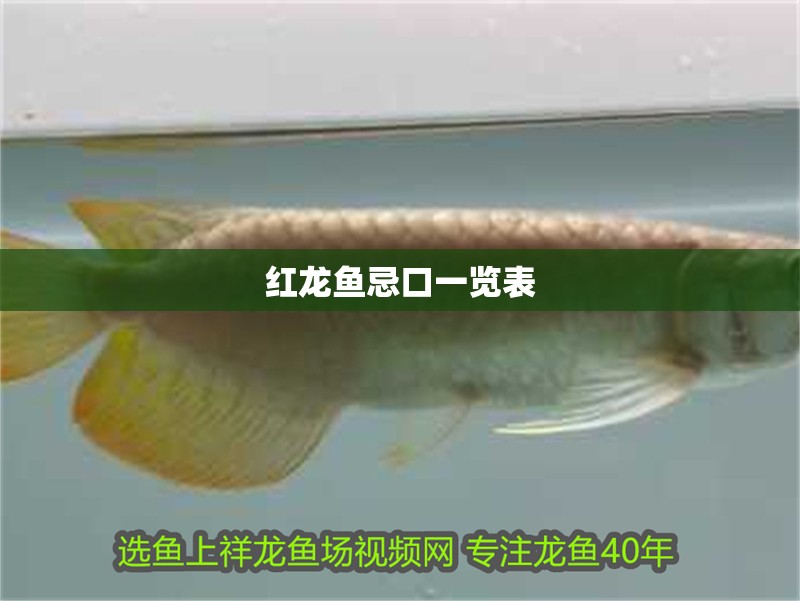 紅龍魚忌口一覽表