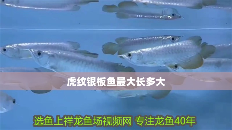 虎紋銀板魚最大長多大