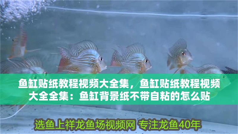 魚缸貼紙教程視頻大全集，魚缸貼紙教程視頻大全全集：魚缸背景紙不帶自粘的怎么貼