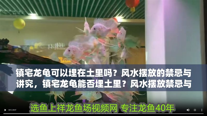 鎮宅龍龜可以埋在土里嗎？風水擺放的禁忌與講究，鎮宅龍龜能否埋土里？風水擺放禁忌與講究全解析