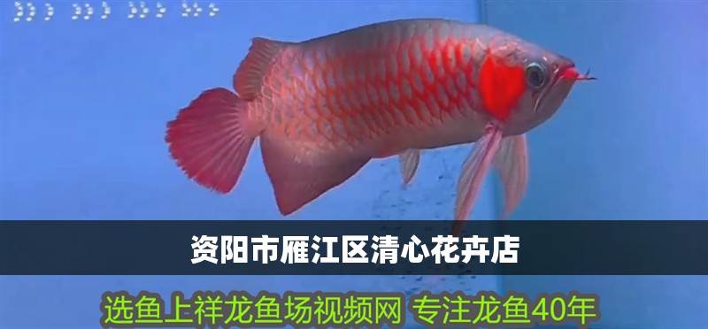 資陽市雁江區清心花卉店 資陽市雁江區清心花卉店 全國水族館企業名錄