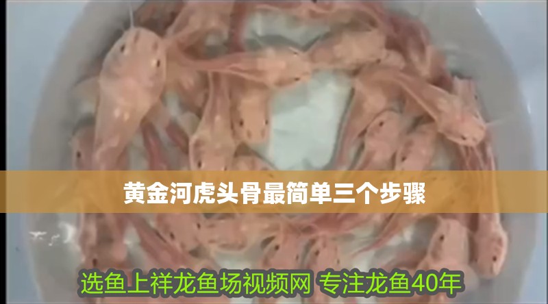 黃金河虎頭骨最簡單三個步驟