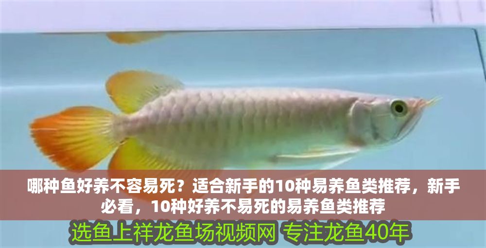 哪種魚好養不容易死？適合新手的10種易養魚類推薦，新手必看，10種好養不易死的易養魚類推薦