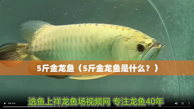 5斤金龍魚（5斤金龍魚是什么？）
