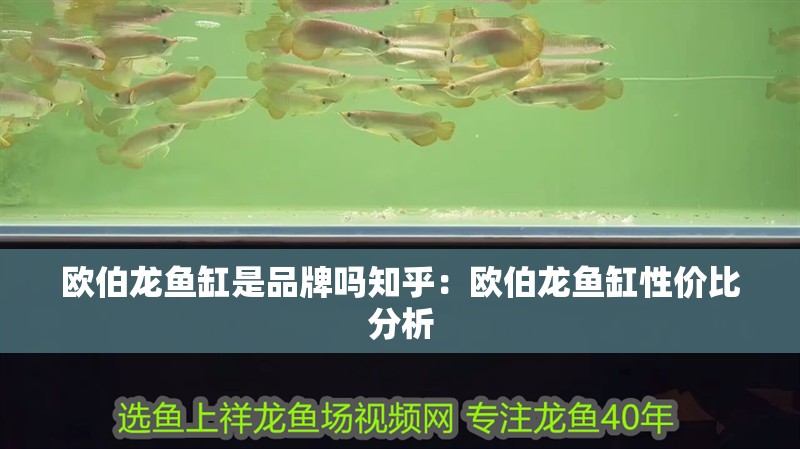 歐伯龍魚缸是品牌嗎知乎：歐伯龍魚缸性價比分析 歐伯龍魚缸是品牌嗎知乎：歐伯龍魚缸性價比分析 魚缸百科