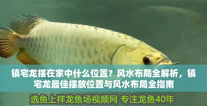 鎮宅龍擺在家中什么位置？風水布局全解析，鎮宅龍最佳擺放位置與風水布局全指南