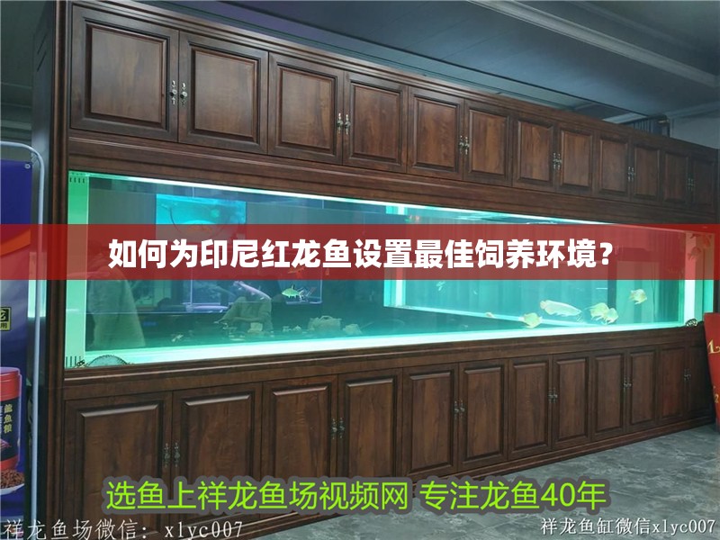 如何為印尼紅龍魚設(shè)置最佳飼養(yǎng)環(huán)境？