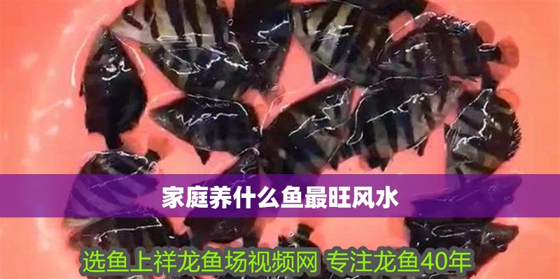 家庭養什么魚最旺風水
