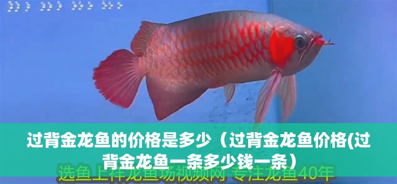 過背金龍魚的價格是多少（過背金龍魚價格(過背金龍魚一條多少錢一條）