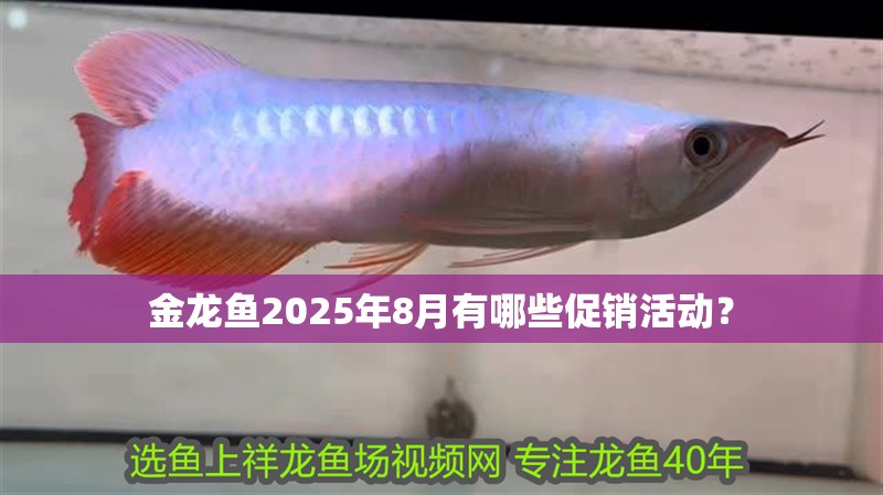 金龍魚2025年8月有哪些促銷活動？