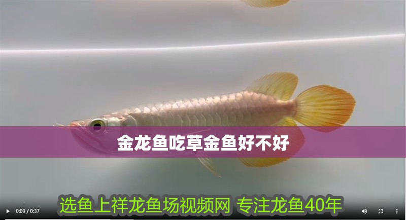 金龍魚(yú)吃草金魚(yú)好不好
