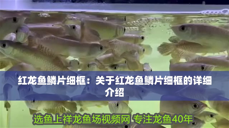 紅龍魚鱗片細框：關于紅龍魚鱗片細框的詳細介紹