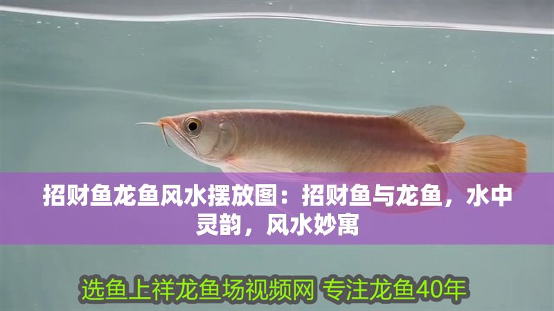 招財魚龍魚風水擺放圖：招財魚與龍魚，水中靈韻，風水妙寓