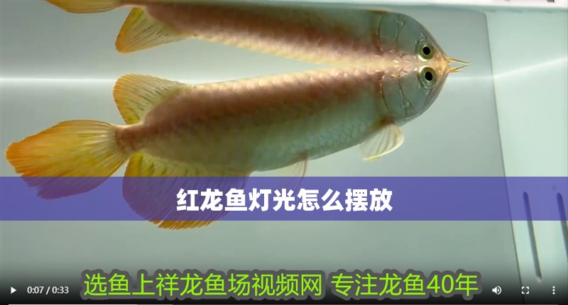 紅龍魚燈光怎么擺放