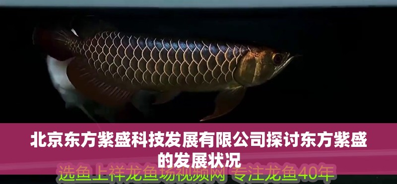 <strong><mark>北京</mark></strong>東方紫盛科技發展有限公司探討東方紫盛的發展狀況