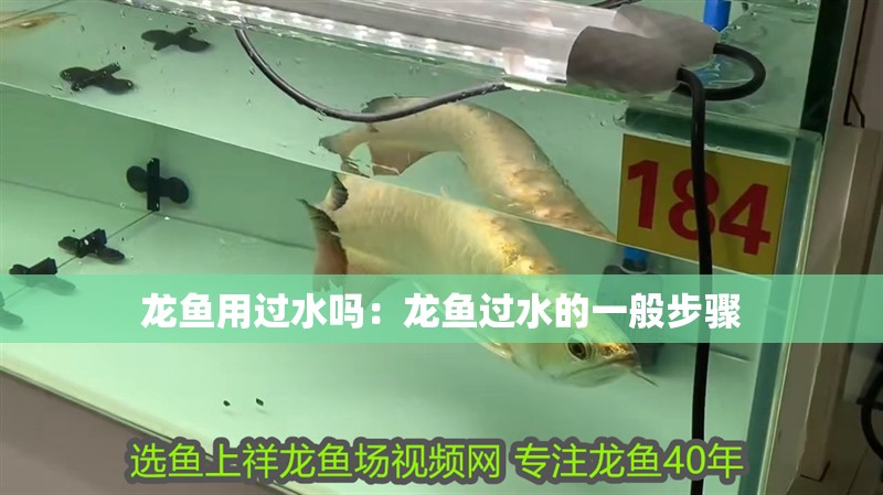 龍魚用過水嗎：龍魚過水的一般步驟 龍魚用過水嗎：龍魚過水的一般步驟 龍魚百科