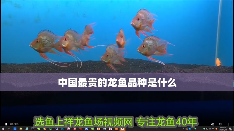 中國最貴的龍魚品種是什么