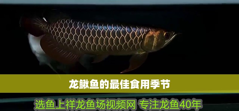 龍鰍魚的最佳食用季節(jié) 龍鰍魚的最佳食用季節(jié) 龍魚論壇