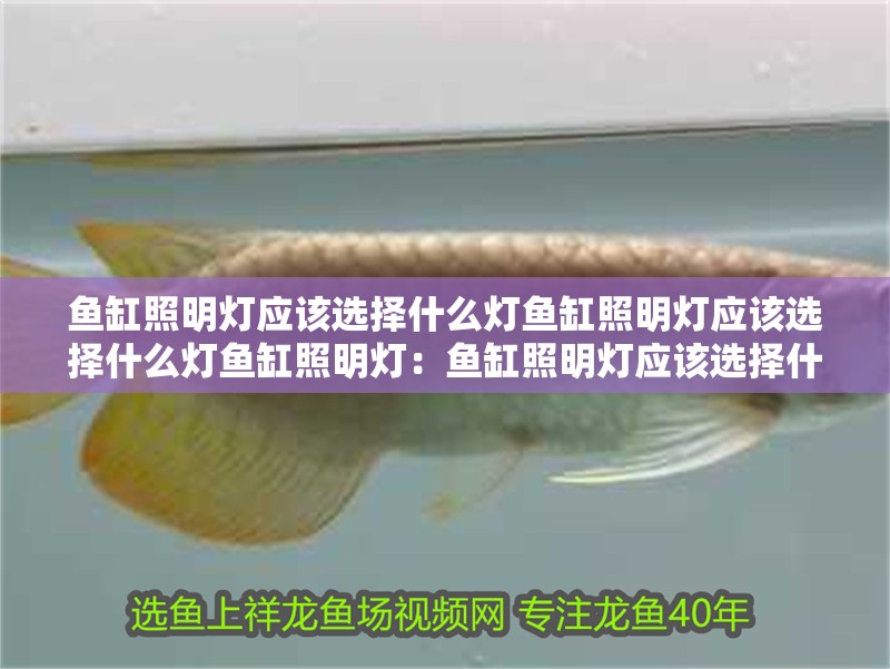 魚缸照明燈應該選擇什么燈魚缸照明燈應該選擇什么燈魚缸照明燈：魚缸照明燈應該選擇什么樣的燈