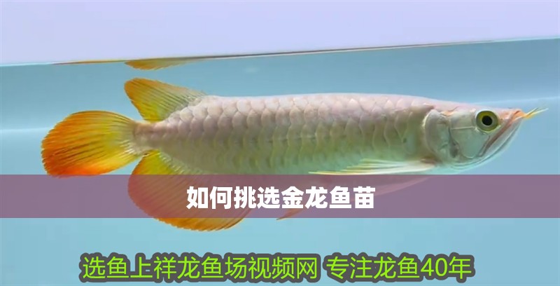 如何挑選金龍魚苗