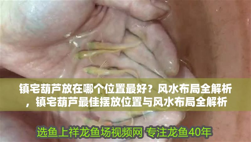 鎮宅葫蘆放在哪個位置最好？風水布局全解析，鎮宅葫蘆最佳擺放位置與風水布局全解析