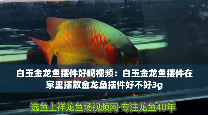 白玉金龍魚擺件好嗎視頻：白玉金龍魚擺件在家里擺放金龍魚擺件好不好3g