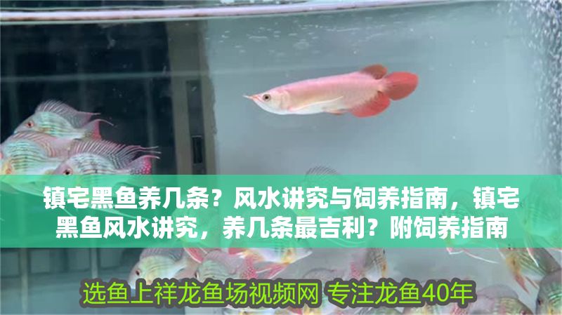 鎮(zhèn)宅黑魚養(yǎng)幾條？風(fēng)水講究與飼養(yǎng)指南，鎮(zhèn)宅黑魚風(fēng)水講究，養(yǎng)幾條最吉利？附飼養(yǎng)指南