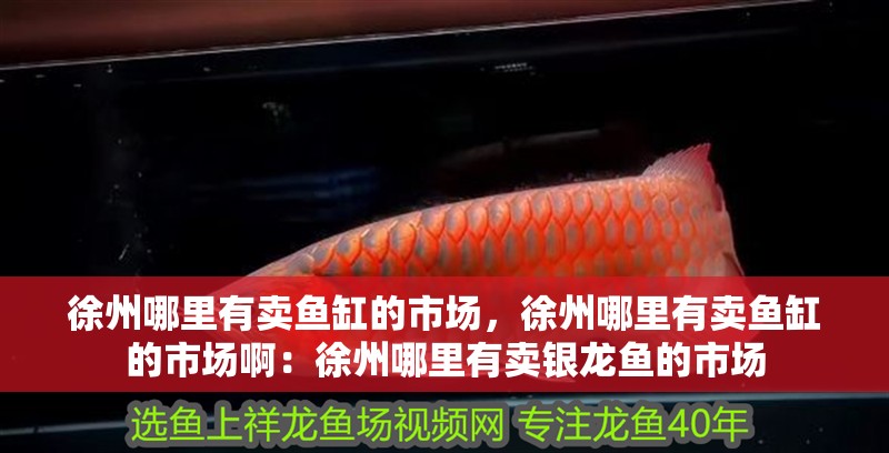 徐州哪里有賣魚缸的市場，徐州哪里有賣魚缸的市場啊：徐州哪里有賣銀龍魚的市場