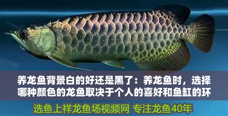 養(yǎng)龍魚背景白的好還是黑了：養(yǎng)龍魚時，選擇哪種顏色的龍魚取決于個人的喜好和魚缸的環(huán)境