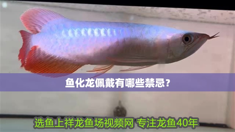 魚化龍佩戴有哪些禁忌？