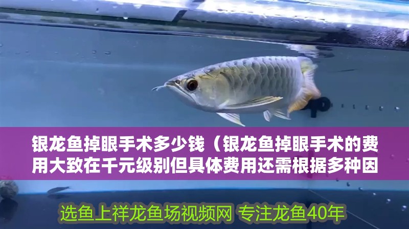 銀龍魚掉眼手術多少錢（銀龍魚掉眼手術的費用大致在千元級別但具體費用還需根據多種因素） 銀龍魚掉眼手術多少錢（銀龍魚掉眼手術的費用大致在千元級別但具體費用還需根據多種因素） 龍魚百科