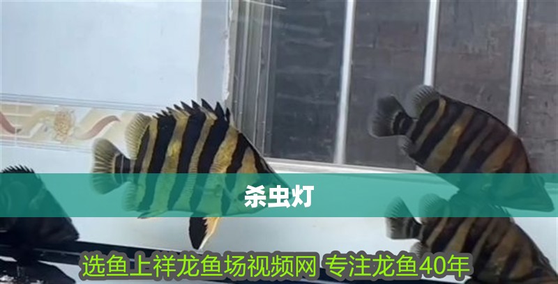 殺蟲燈