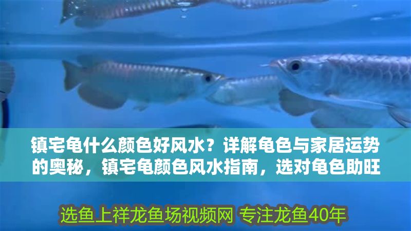鎮(zhèn)宅龜什么顏色好風(fēng)水？詳解龜色與家居運(yùn)勢(shì)的奧秘，鎮(zhèn)宅龜顏色風(fēng)水指南，選對(duì)龜色助旺家居運(yùn)勢(shì)
