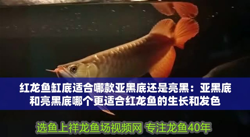 紅龍魚缸底適合哪款亞黑底還是亮黑：亞黑底和亮黑底哪個更適合紅龍魚的生長和發色