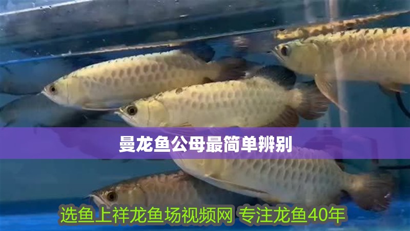 曼龍魚公母最簡單辨別
