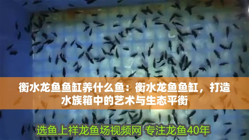 衡水龍魚魚缸養什么魚：衡水龍魚魚缸，打造水族箱中的藝術與生態平衡
