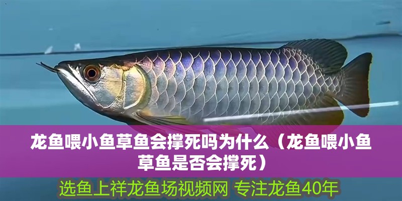 龍魚喂小魚草魚會撐死嗎為什么（龍魚喂小魚草魚是否會撐死）