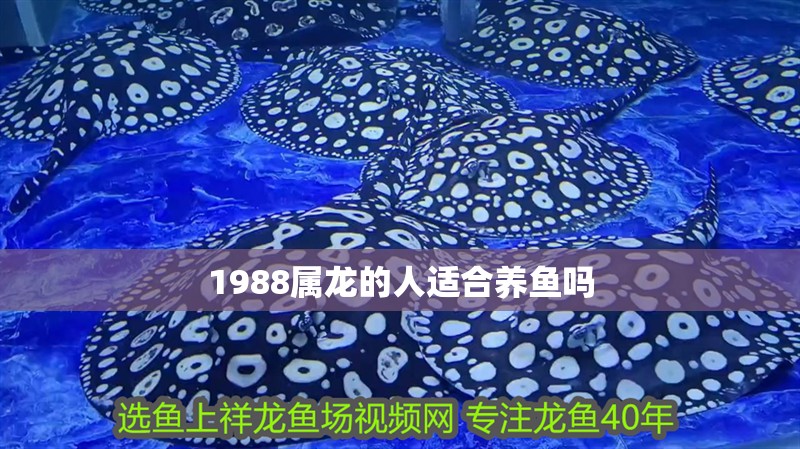1988屬龍的人適合養魚嗎