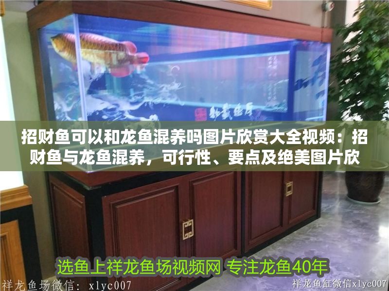 招財魚可以和龍魚混養嗎圖片欣賞大全視頻：招財魚與龍魚混養，可行性、要點及絕美圖片欣賞