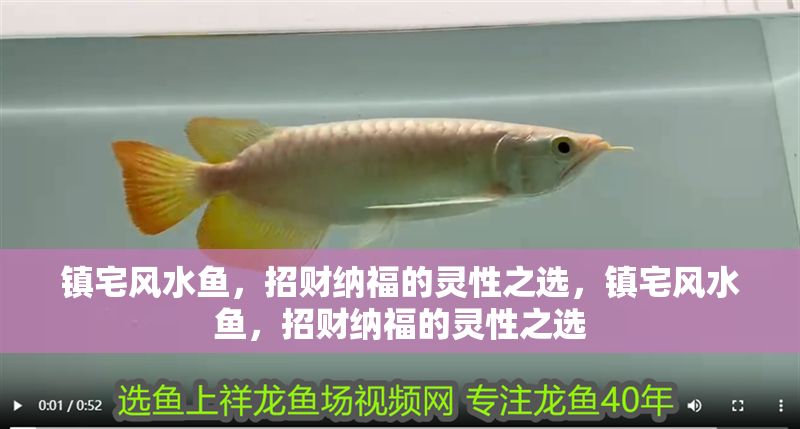 鎮宅風水魚，招財納福的靈性之選，鎮宅風水魚，招財納福的靈性之選