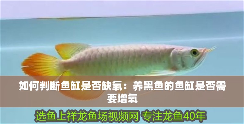 如何判斷魚缸是否缺氧：養黑魚的魚缸是否需要增氧 如何判斷魚缸是否缺氧：養黑魚的魚缸是否需要增氧 魚缸百科
