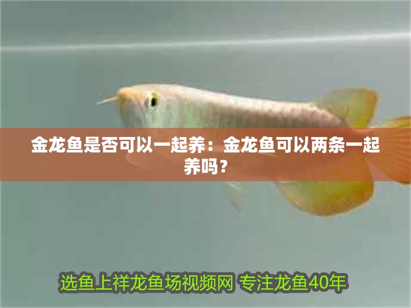 金龍魚是否可以一起養：金龍魚可以兩條一起養嗎？