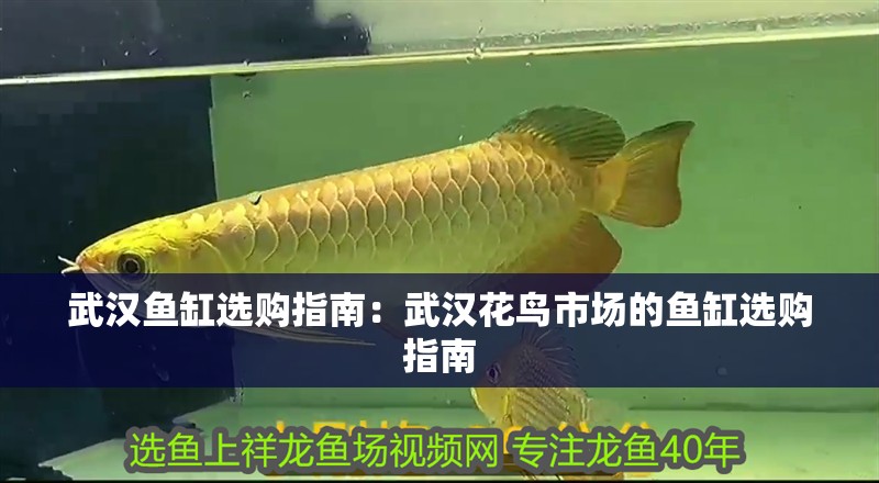 武漢魚缸選購指南：武漢花鳥市場的魚缸選購指南