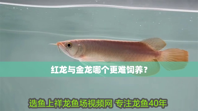 紅龍與金龍哪個更難飼養？