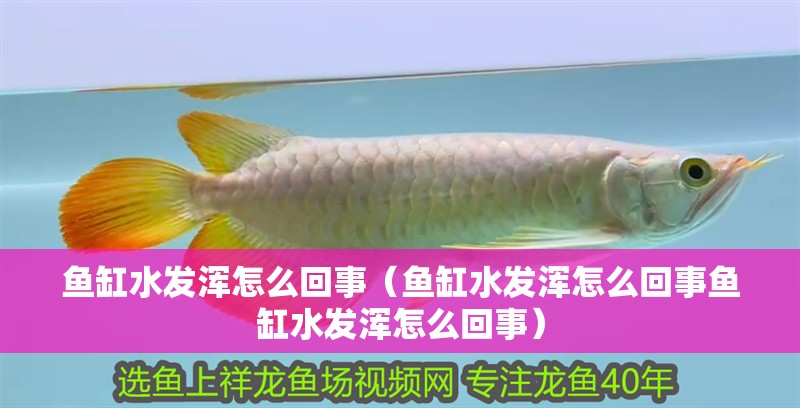魚缸水發渾怎么回事（魚缸水發渾怎么回事魚缸水發渾怎么回事） 魚缸水發渾怎么回事（魚缸水發渾怎么回事魚缸水發渾怎么回事） 魚缸百科