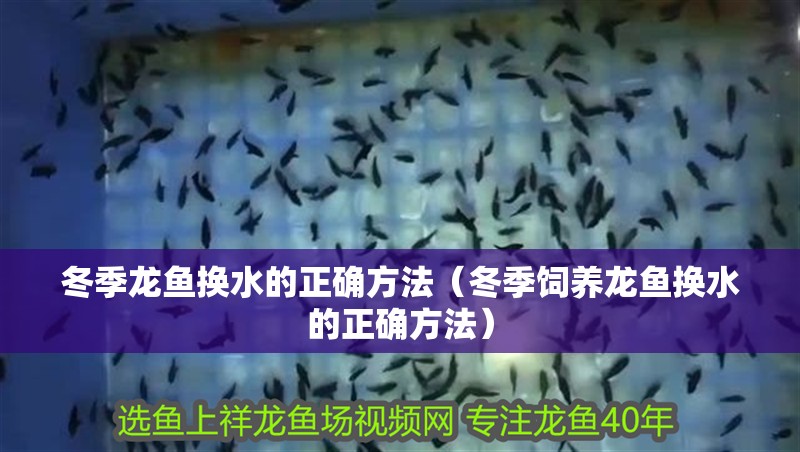 龍魚干蝦有營養嗎 冬季龍魚換水的正確方法(冬季飼養龍魚換水的正確方法) 龍魚百科 冬季龍魚換水的正確方法(冬季飼養龍魚換水的正確方法) 冬季龍魚換水的正確方法(冬季飼養龍魚換水的正確方法) 龍魚百科